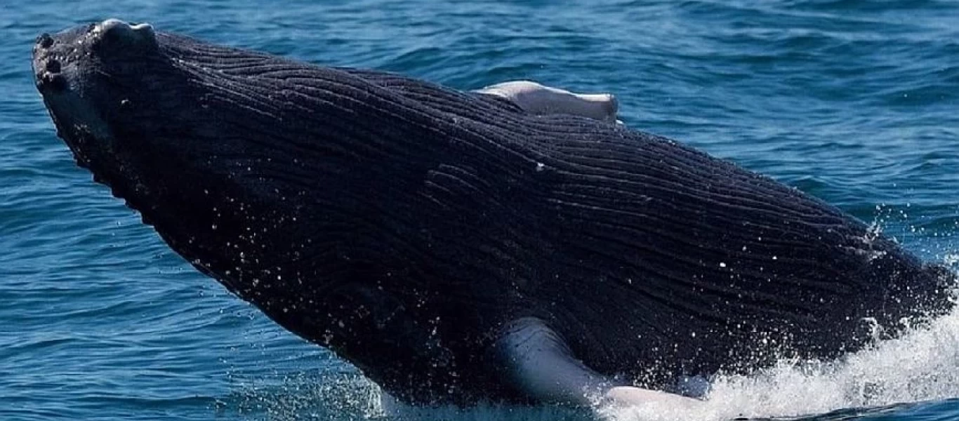 Σοκαριστικό: Την ώρα που ψάρευε αστακούς, τον κατάπιε φάλαινα και μετά τον έφτυσε